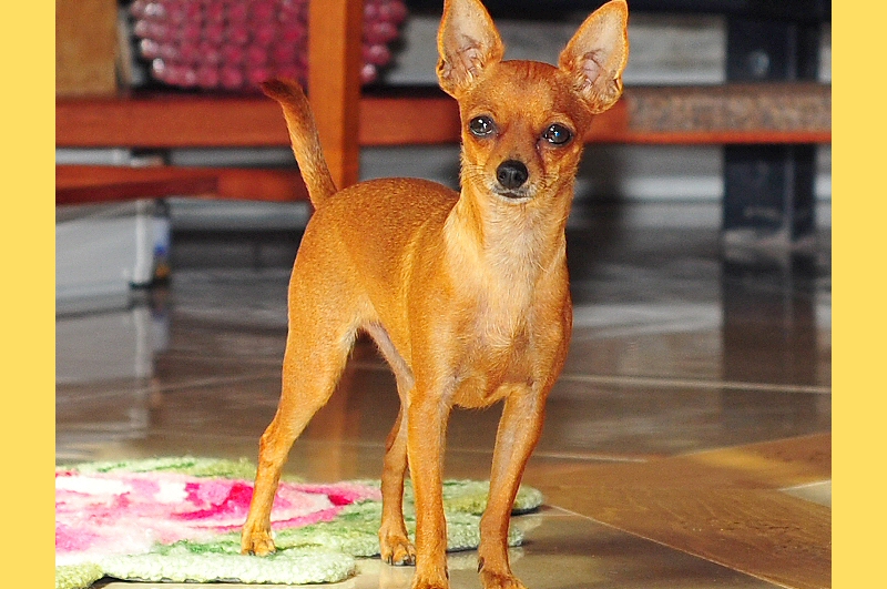 La nostra cagnolina LUNA